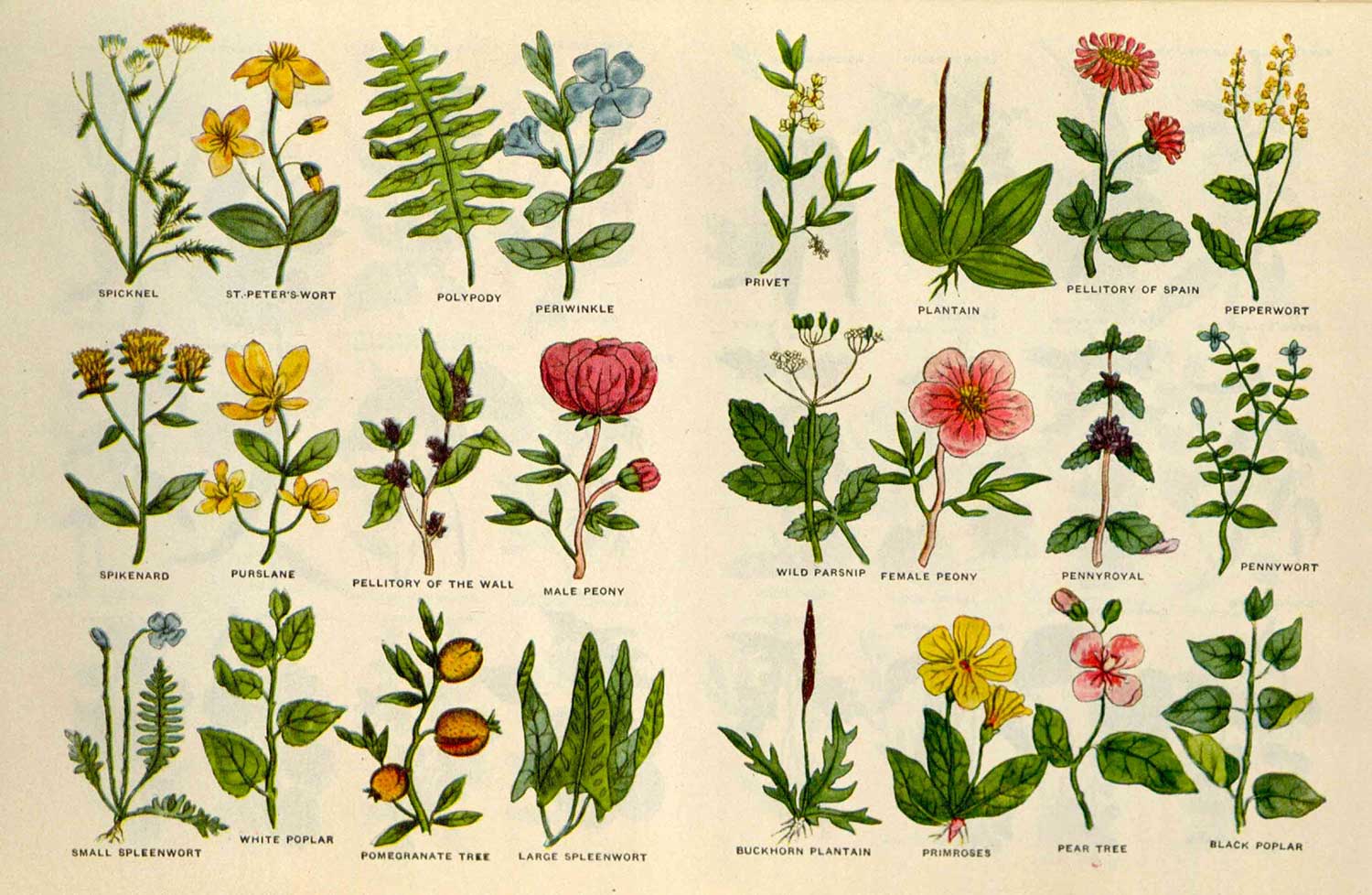 Monastic herb gardens and Nicholas Culpeper's herbal legacy